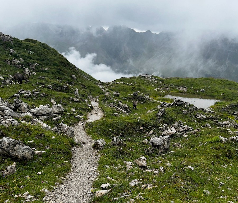 Wanderungen im Bregenzerwald mit einem Wanderführer